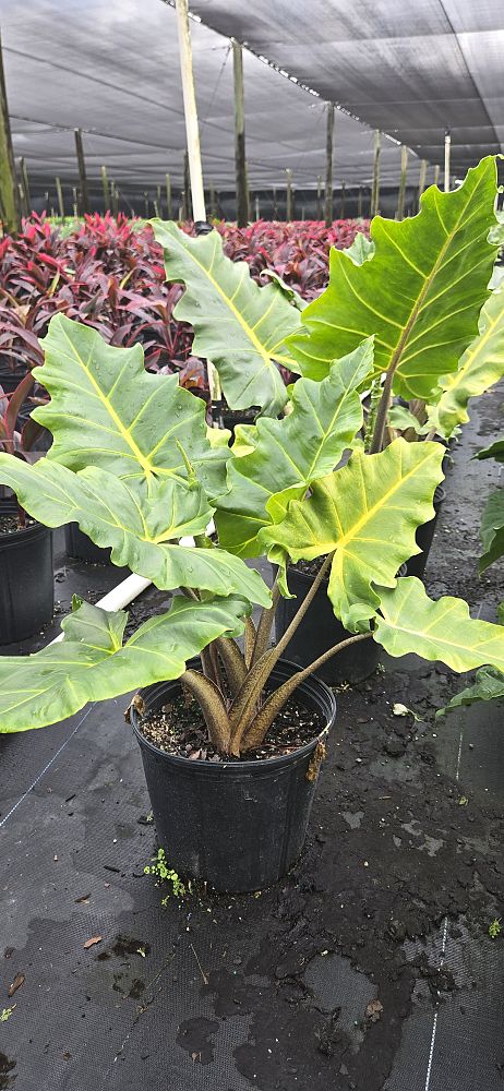 alocasia-golden-dragon-elephant-ear