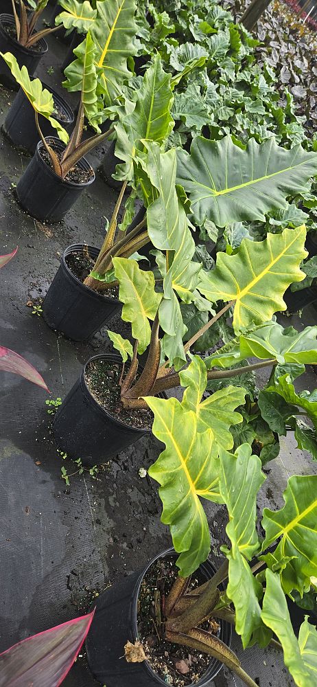 alocasia-golden-dragon-elephant-ear