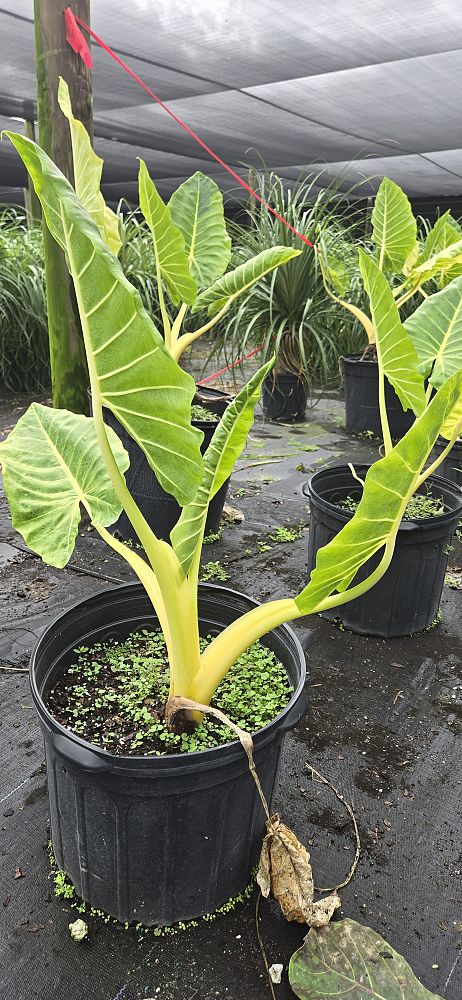 alocasia-golden-dragon-elephant-ear