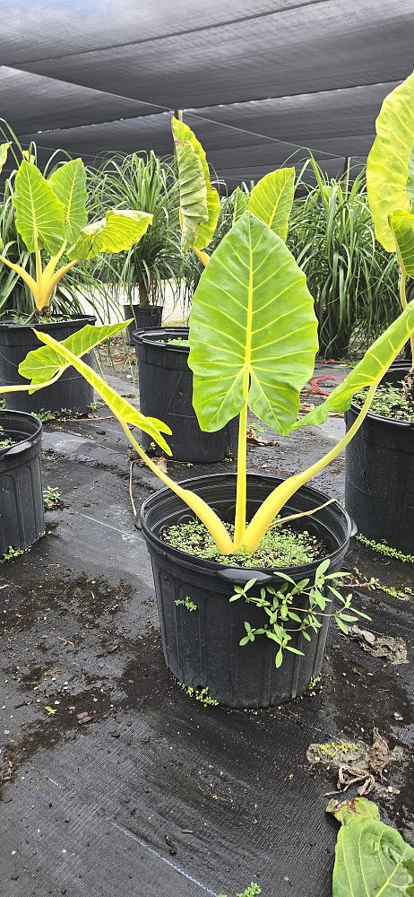 alocasia-golden-dragon-elephant-ear