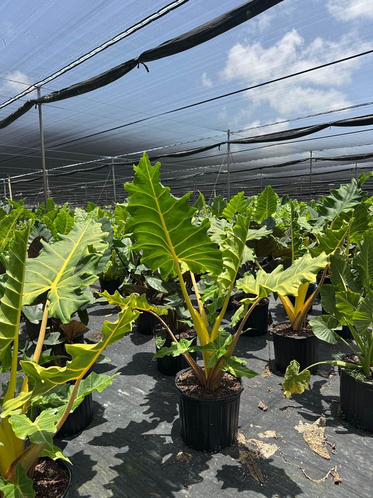 alocasia-golden-dragon-elephant-ear