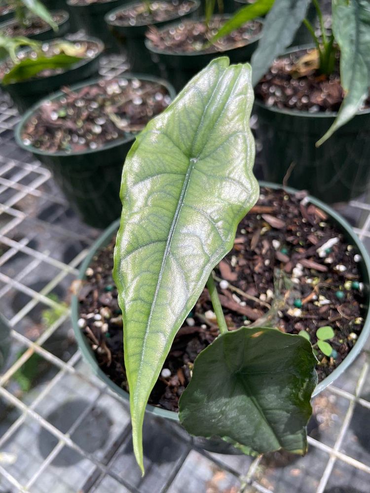 alocasia-heterophylla-dragon-s-breath-taro-elephant-ear