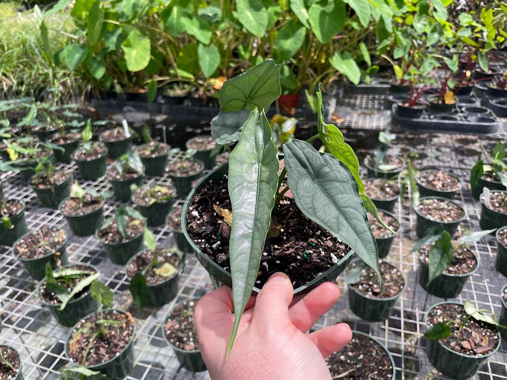 alocasia-heterophylla-dragon-s-breath-taro-elephant-ear