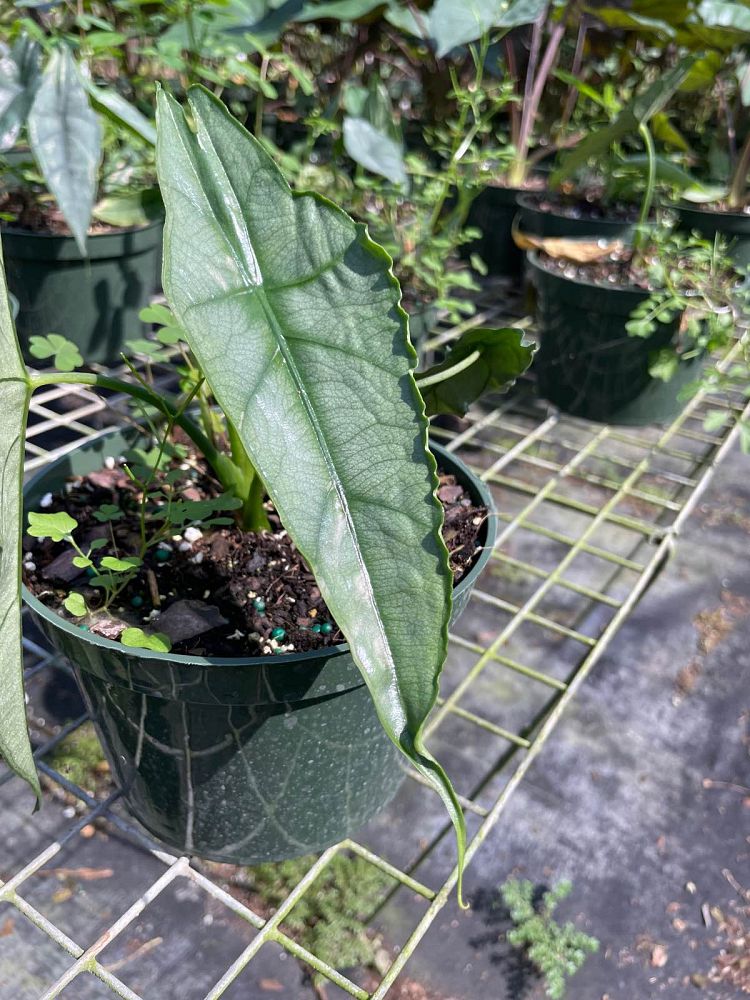 alocasia-heterophylla-dragon-s-breath-taro-elephant-ear