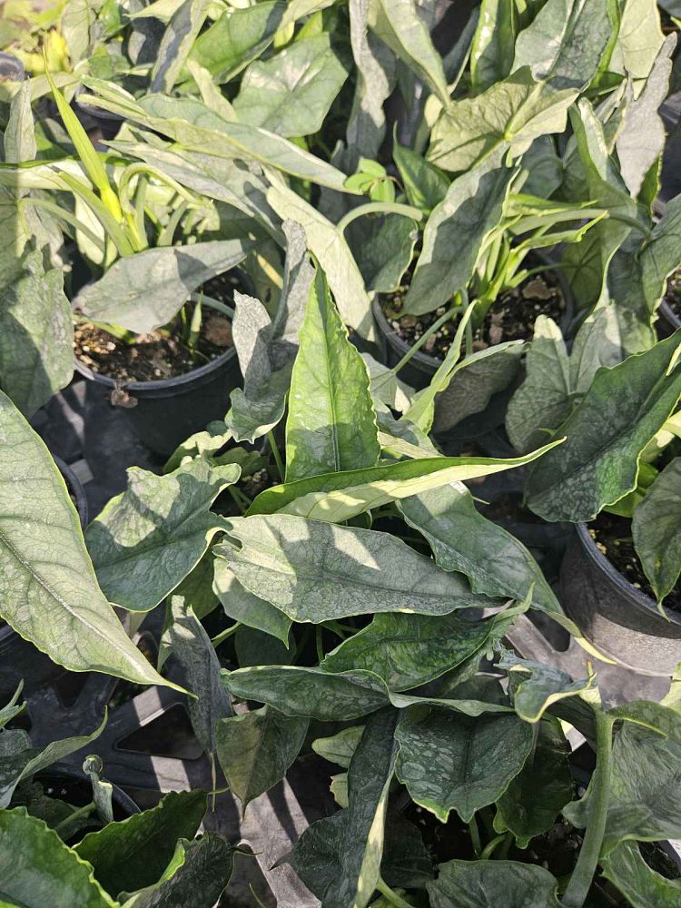 alocasia-heterophylla-dragon-s-breath-taro-elephant-ear