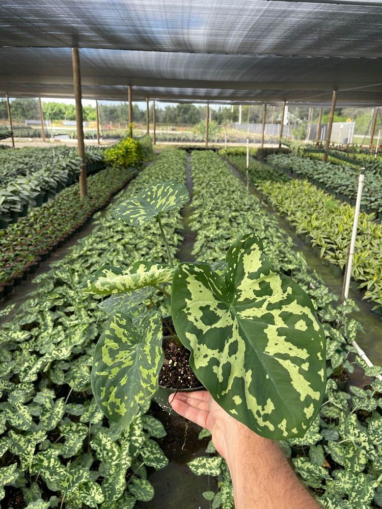 alocasia-hilo-beauty-elephant-ear