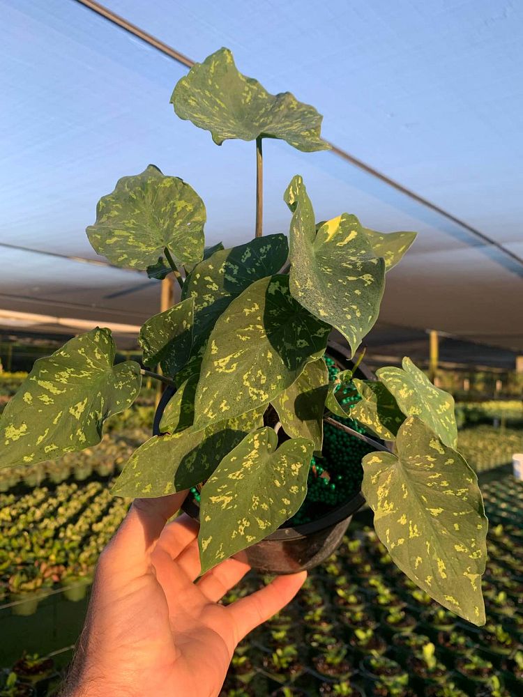 alocasia-hilo-beauty-elephant-ear