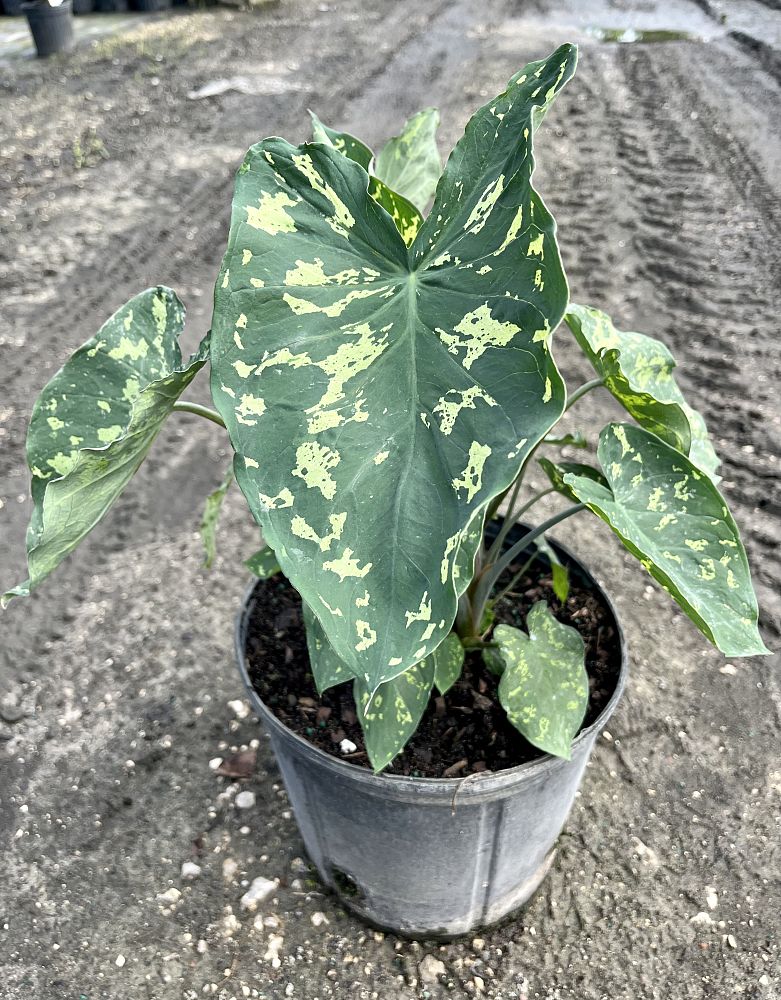 alocasia-hilo-beauty-elephant-ear