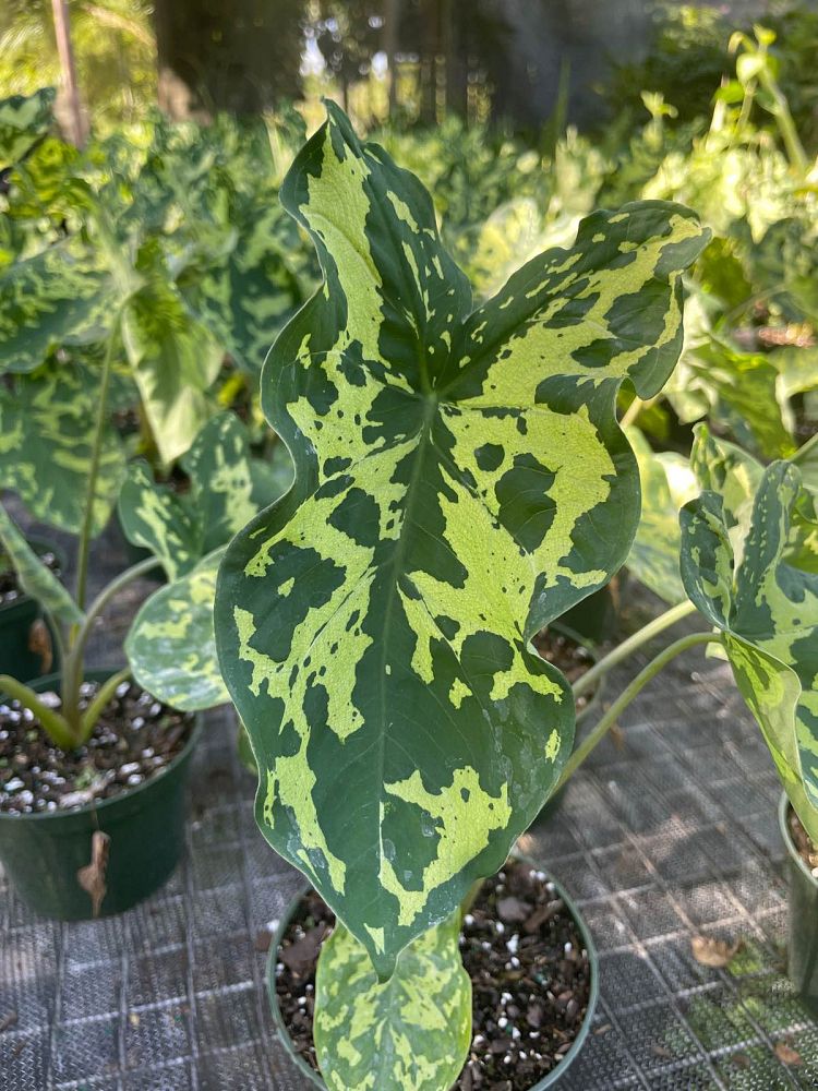 alocasia-hilo-beauty-elephant-ear