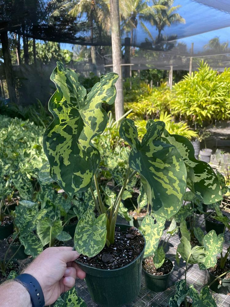 alocasia-hilo-beauty-elephant-ear