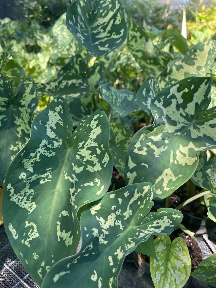 alocasia-hilo-beauty-elephant-ear