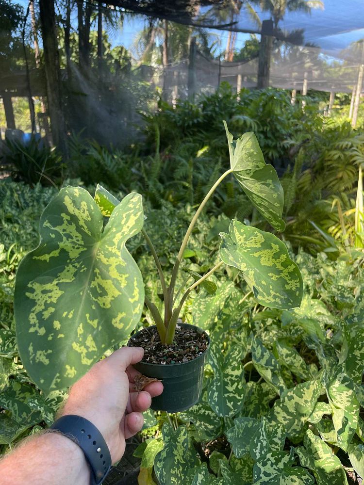 alocasia-hilo-beauty-elephant-ear