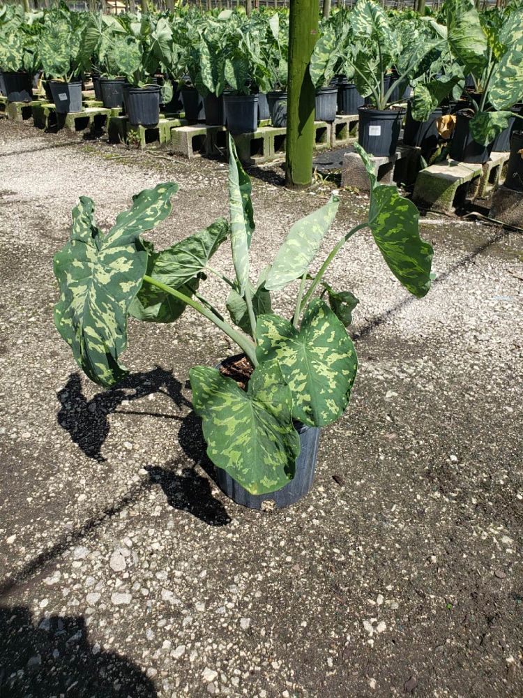 alocasia-hilo-beauty-elephant-ear