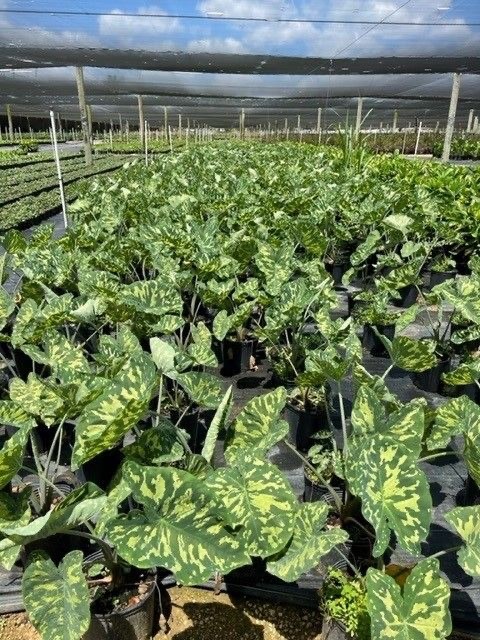 alocasia-hilo-beauty-elephant-ear