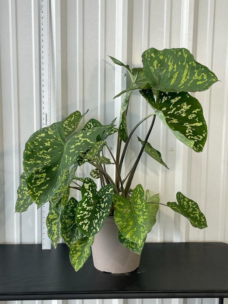 alocasia-hilo-beauty-elephant-ear