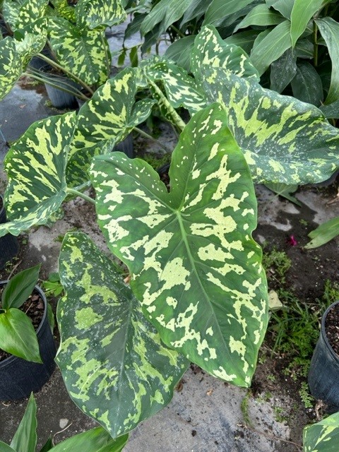 alocasia-hilo-beauty-elephant-ear