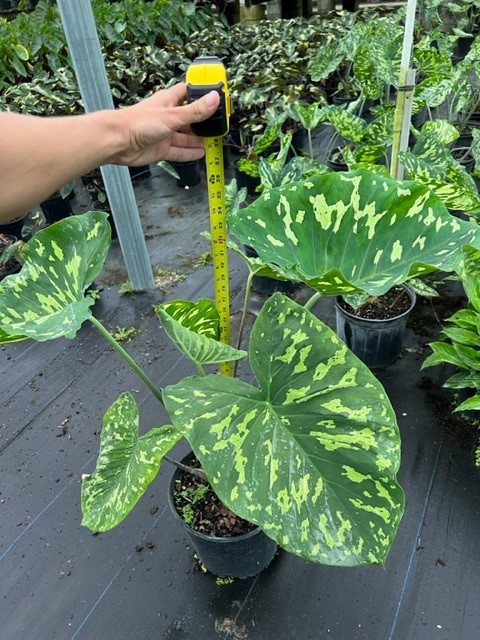 alocasia-hilo-beauty-elephant-ear