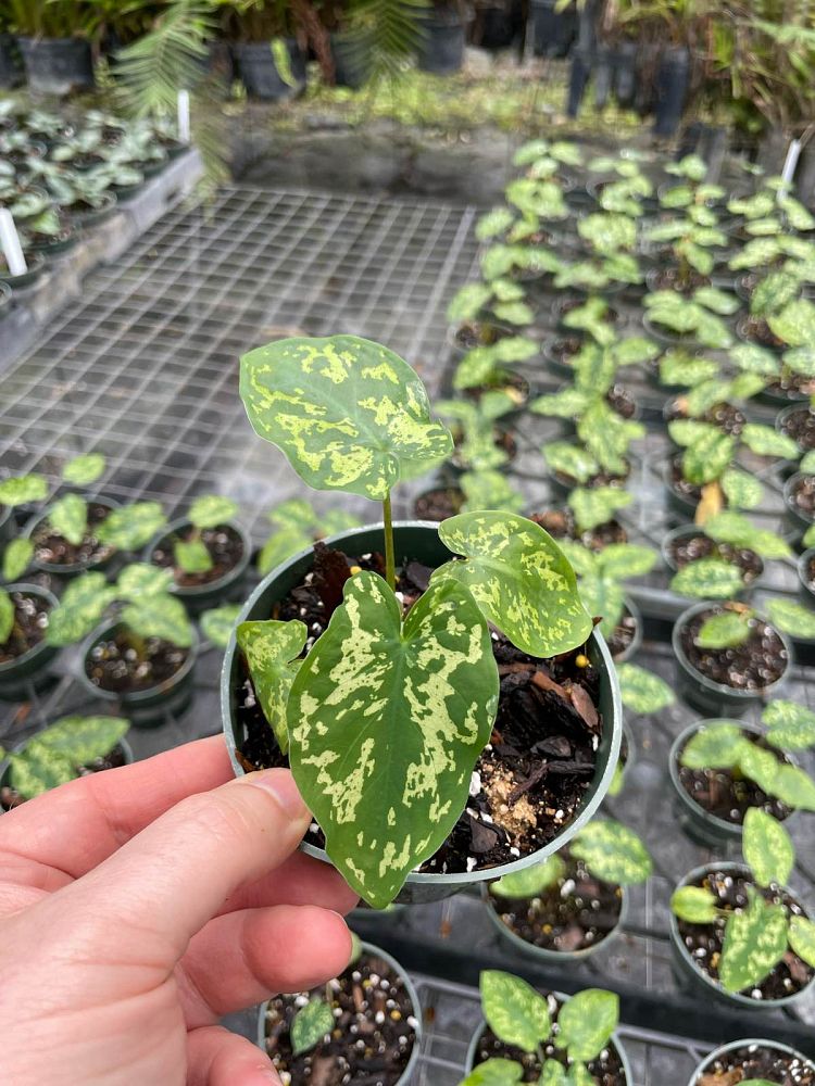 alocasia-hilo-beauty-elephant-ear