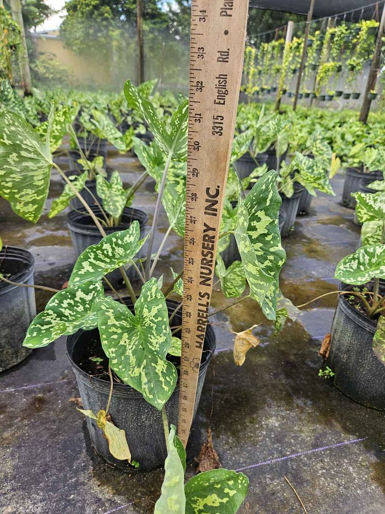 alocasia-hilo-beauty-elephant-ear