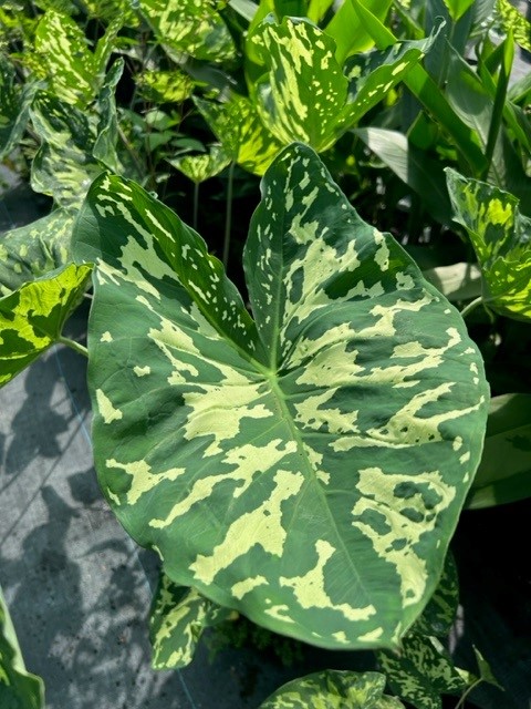 alocasia-hilo-beauty-elephant-ear