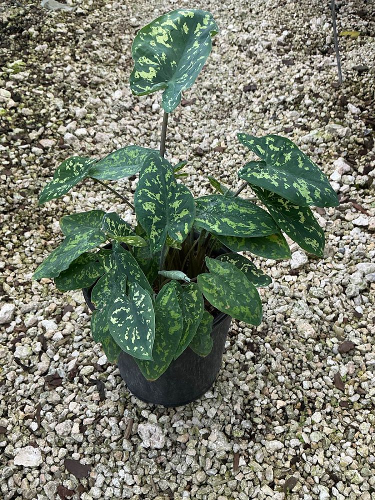 alocasia-hilo-beauty-elephant-ear