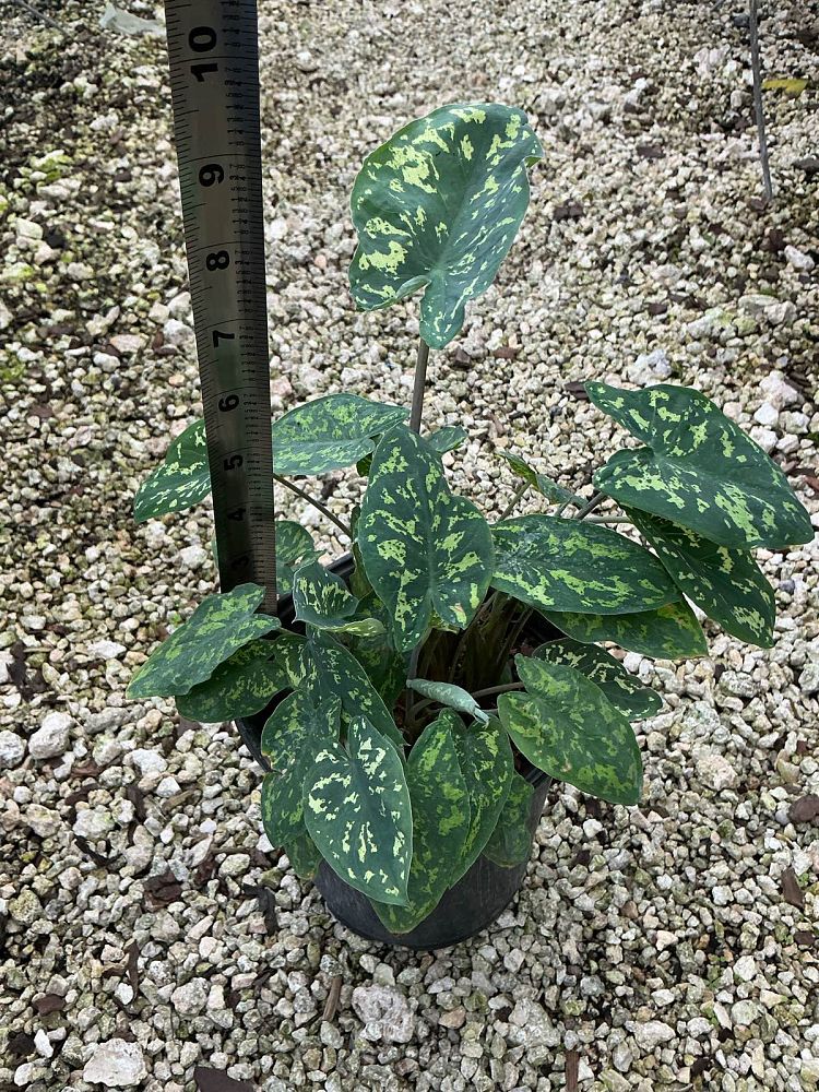 alocasia-hilo-beauty-elephant-ear