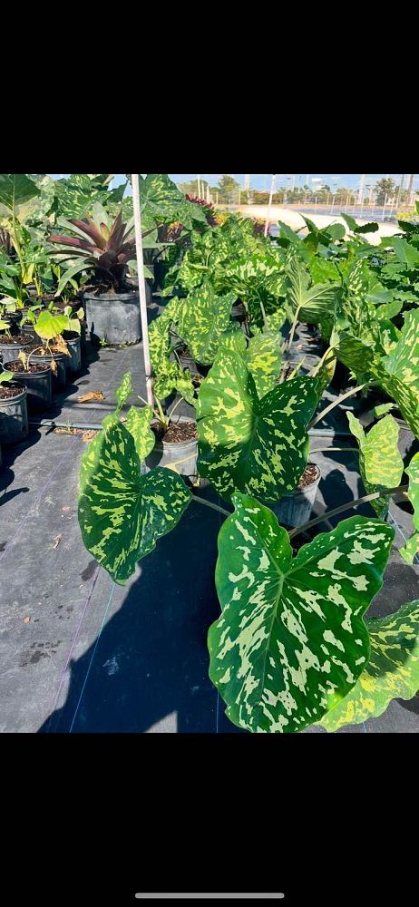 alocasia-hilo-beauty-elephant-ear