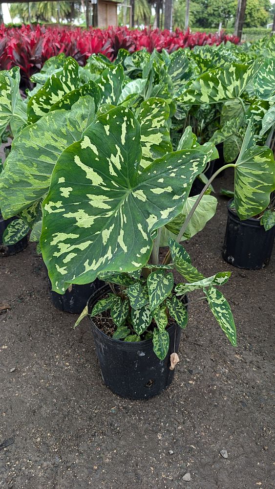 alocasia-hilo-beauty-elephant-ear