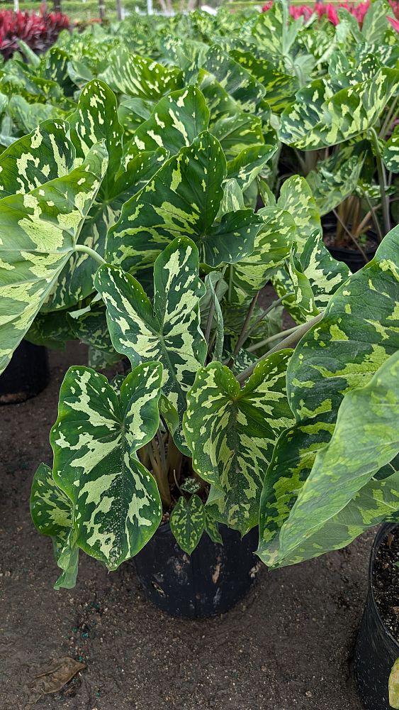 alocasia-hilo-beauty-elephant-ear