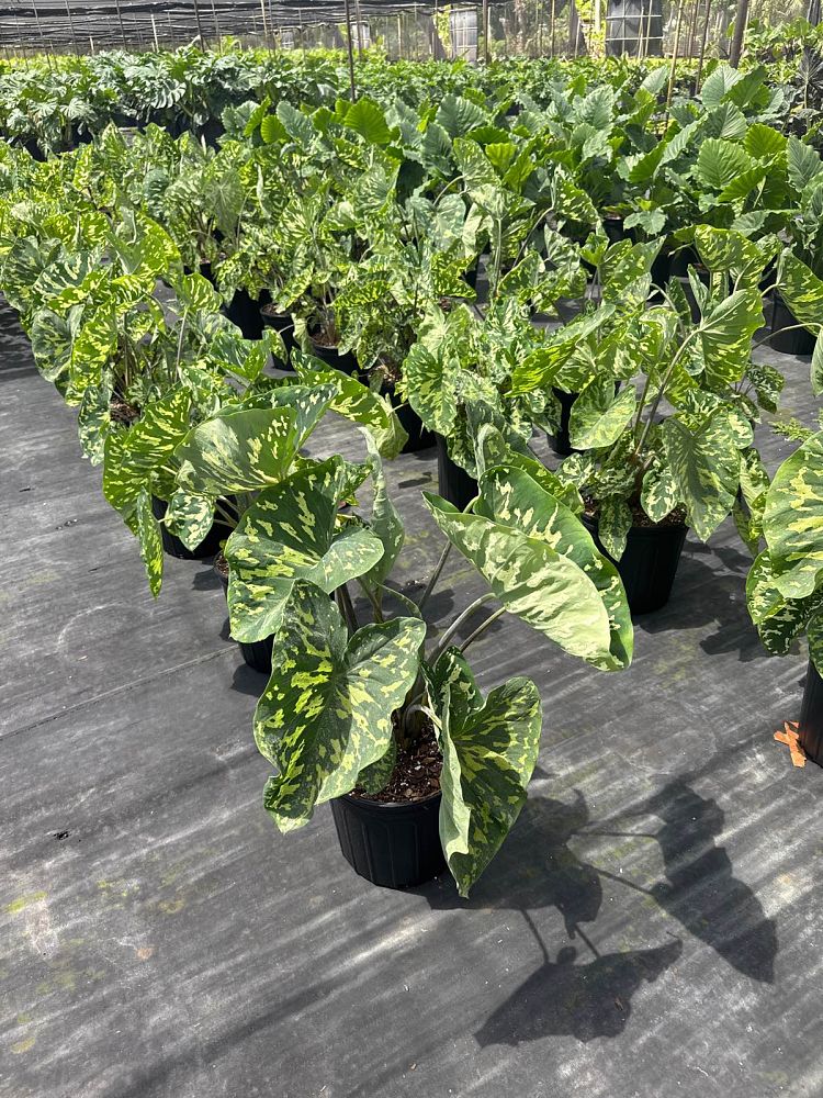 alocasia-hilo-beauty-elephant-ear