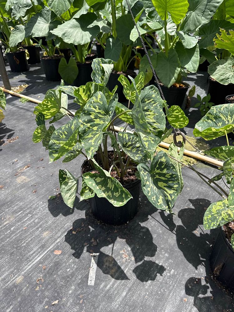 alocasia-hilo-beauty-elephant-ear