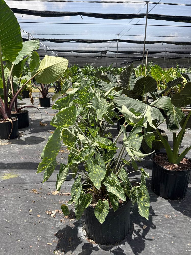 alocasia-hilo-beauty-elephant-ear