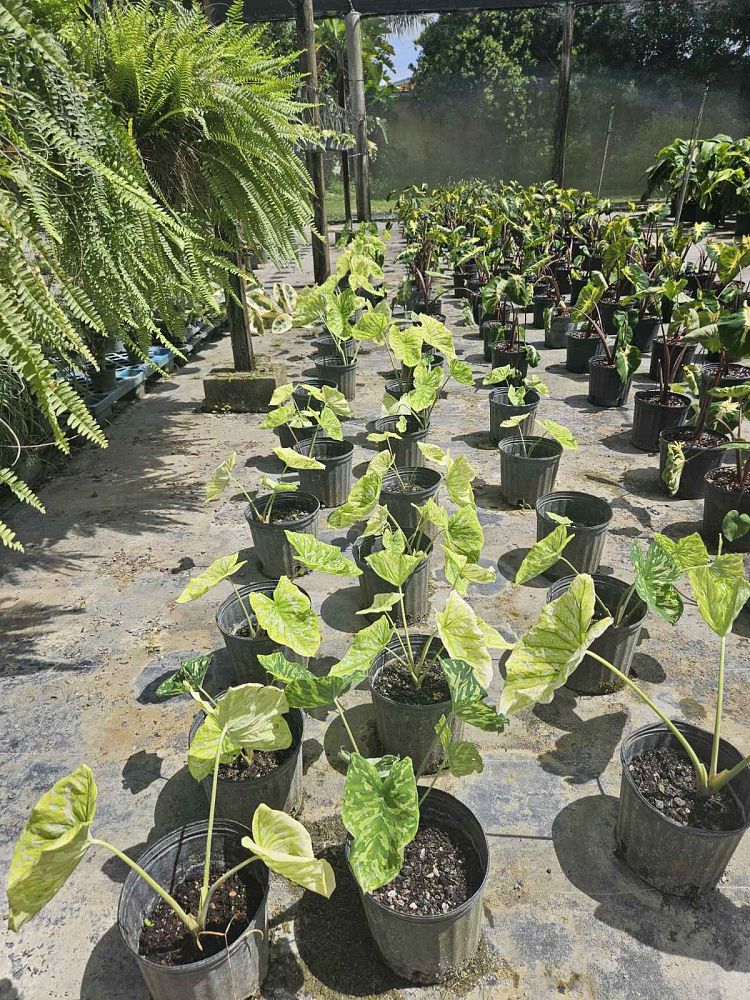 alocasia-hilo-beauty-elephant-ear