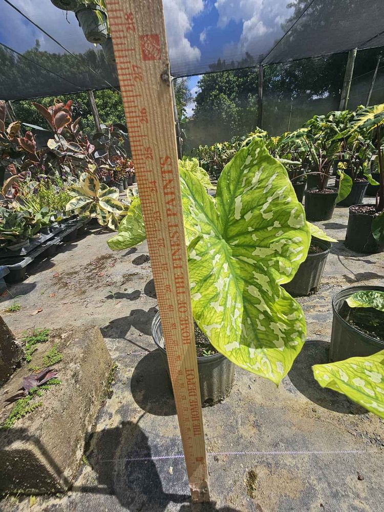 alocasia-hilo-beauty-elephant-ear