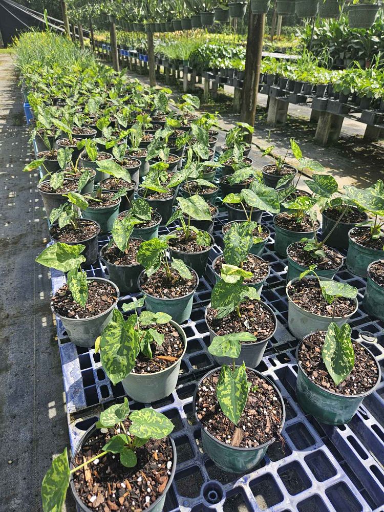 alocasia-hilo-beauty-elephant-ear