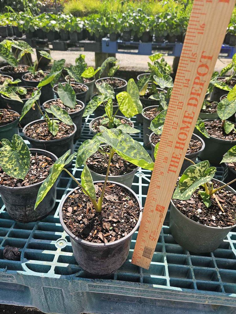 alocasia-hilo-beauty-elephant-ear