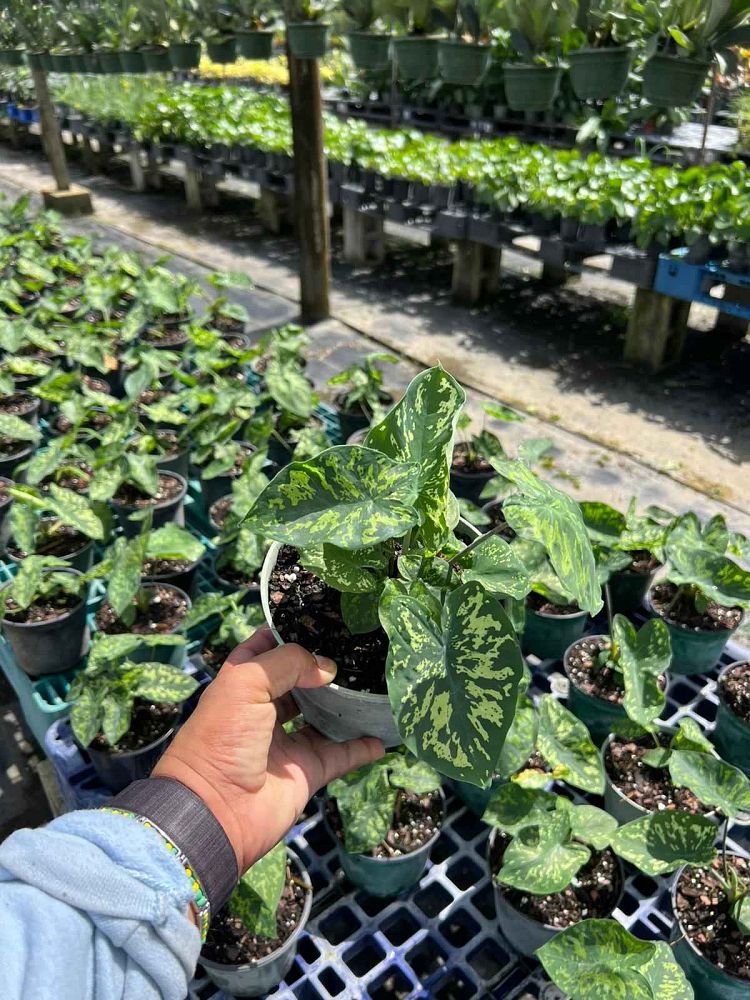 alocasia-hilo-beauty-elephant-ear