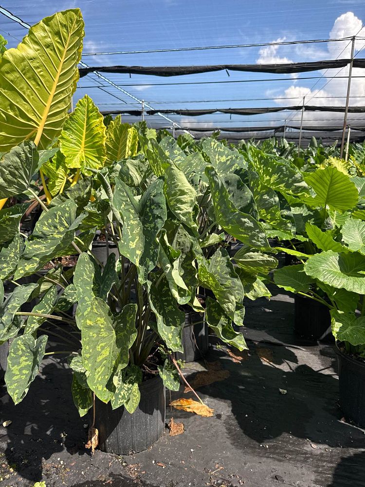 alocasia-hilo-beauty-elephant-ear