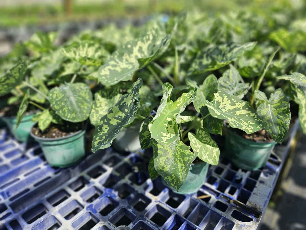 alocasia-hilo-beauty-elephant-ear