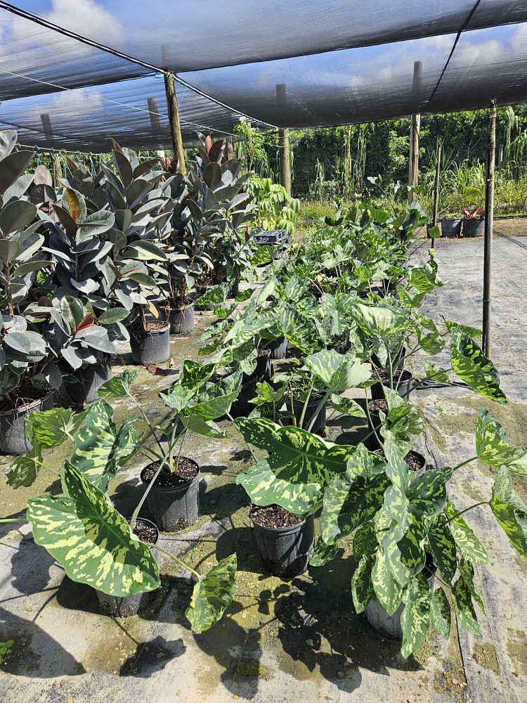 alocasia-hilo-beauty-elephant-ear