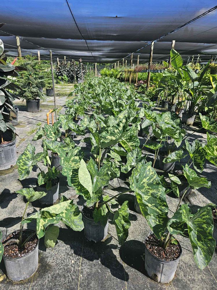 alocasia-hilo-beauty-elephant-ear