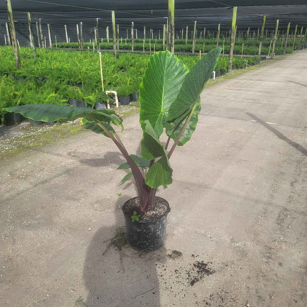 alocasia-imperial-red-elephant-ear