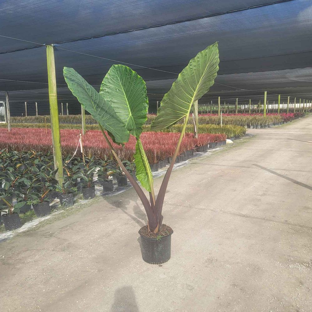 alocasia-imperial-red-elephant-ear