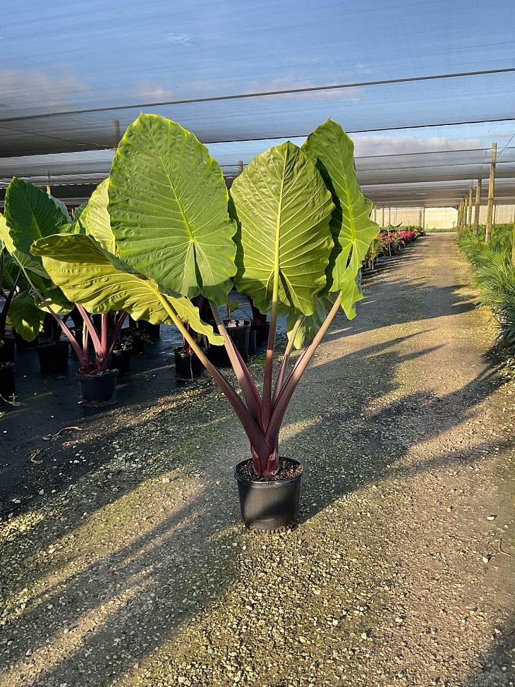 alocasia-imperial-red-elephant-ear