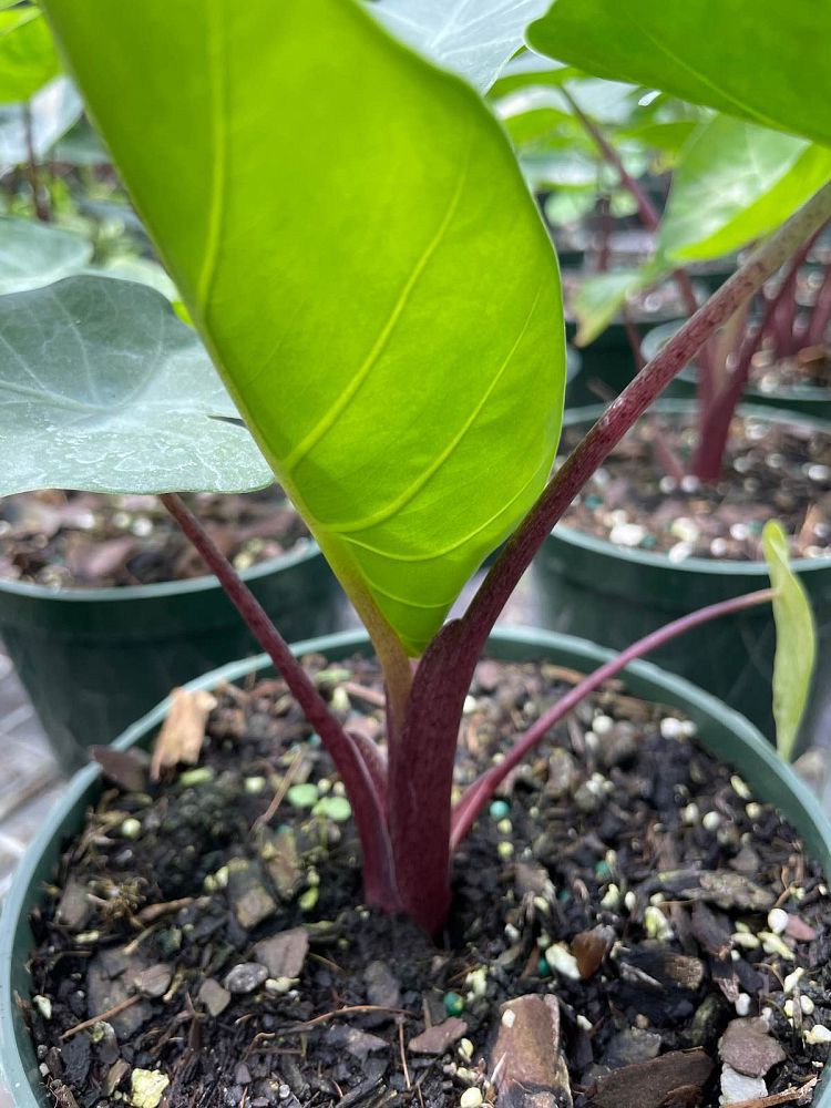 alocasia-imperial-red-elephant-ear