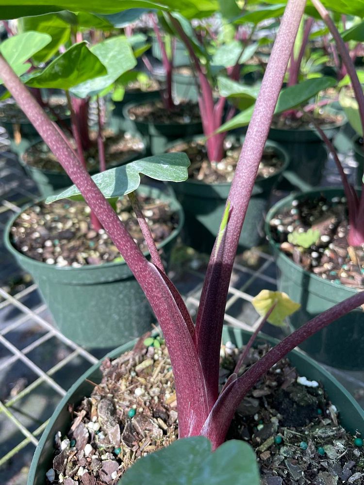alocasia-imperial-red-elephant-ear