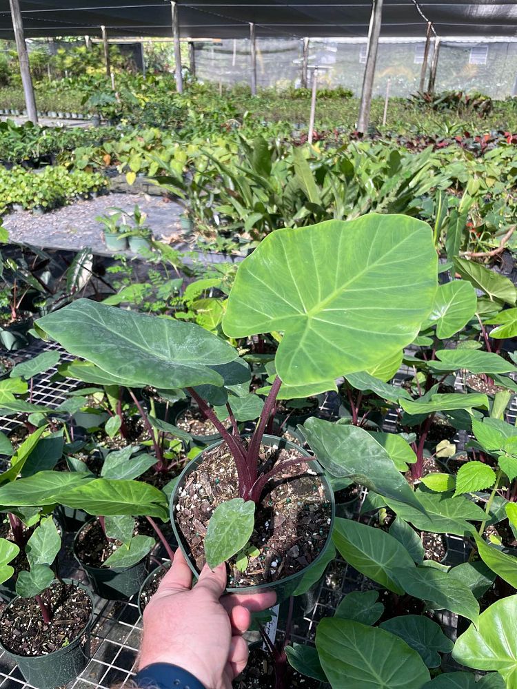 alocasia-imperial-red-elephant-ear