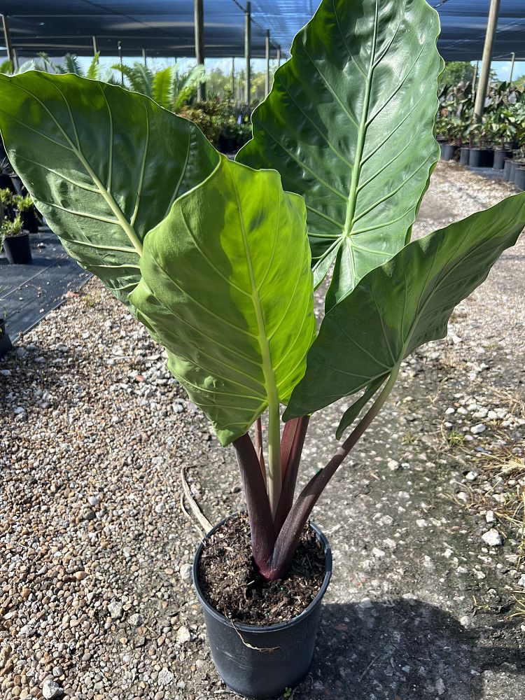 alocasia-imperial-red-elephant-ear