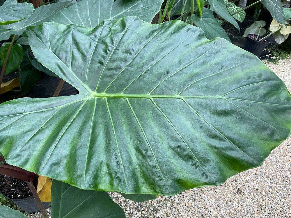 alocasia-imperial-red-elephant-ear