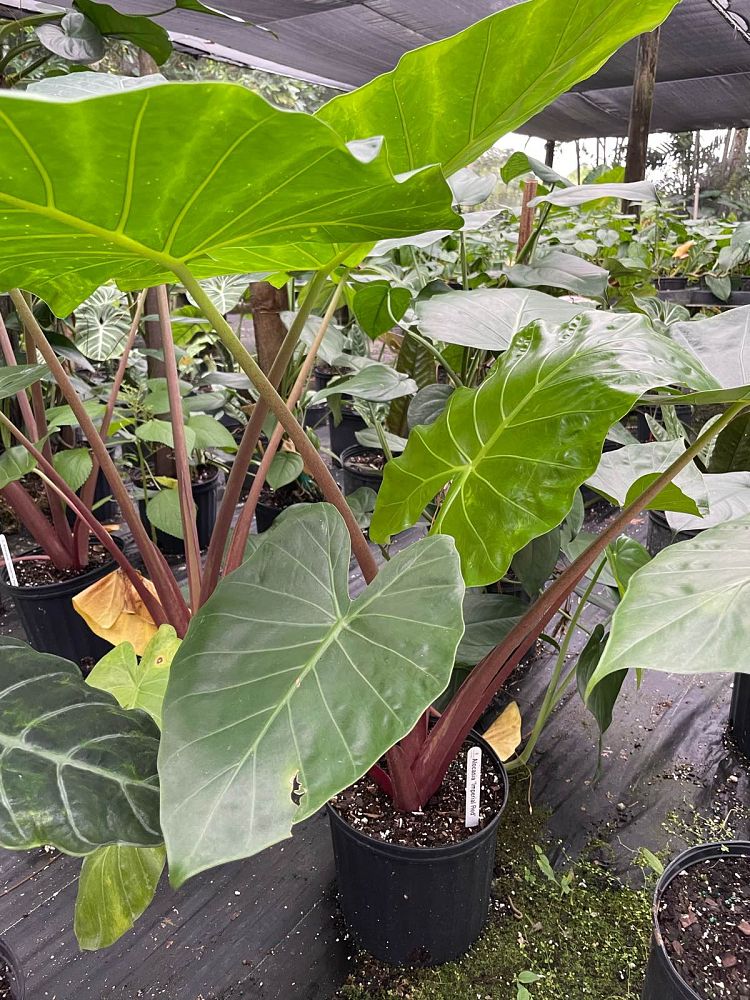 alocasia-imperial-red-elephant-ear